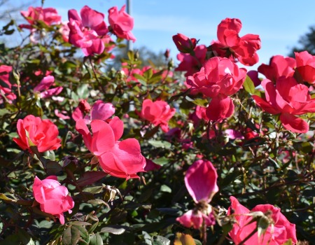 Metal Roofers Pflugerville